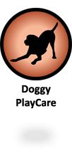 Alpha Doggy PlayCare Alpha Doggy PlayCare