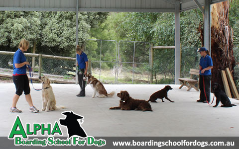 Alpha Boarding School For Dogs Alpha Boarding School For Dogs