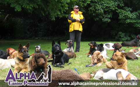 The Alpha Canine Group Alpha Canine Professional
